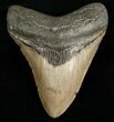 Nice Megalodon Tooth - Carolinas #6668-1